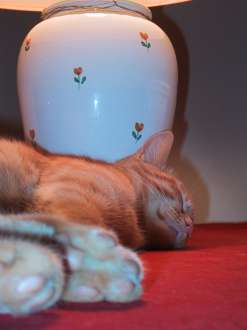 IMG_1240.JPG
